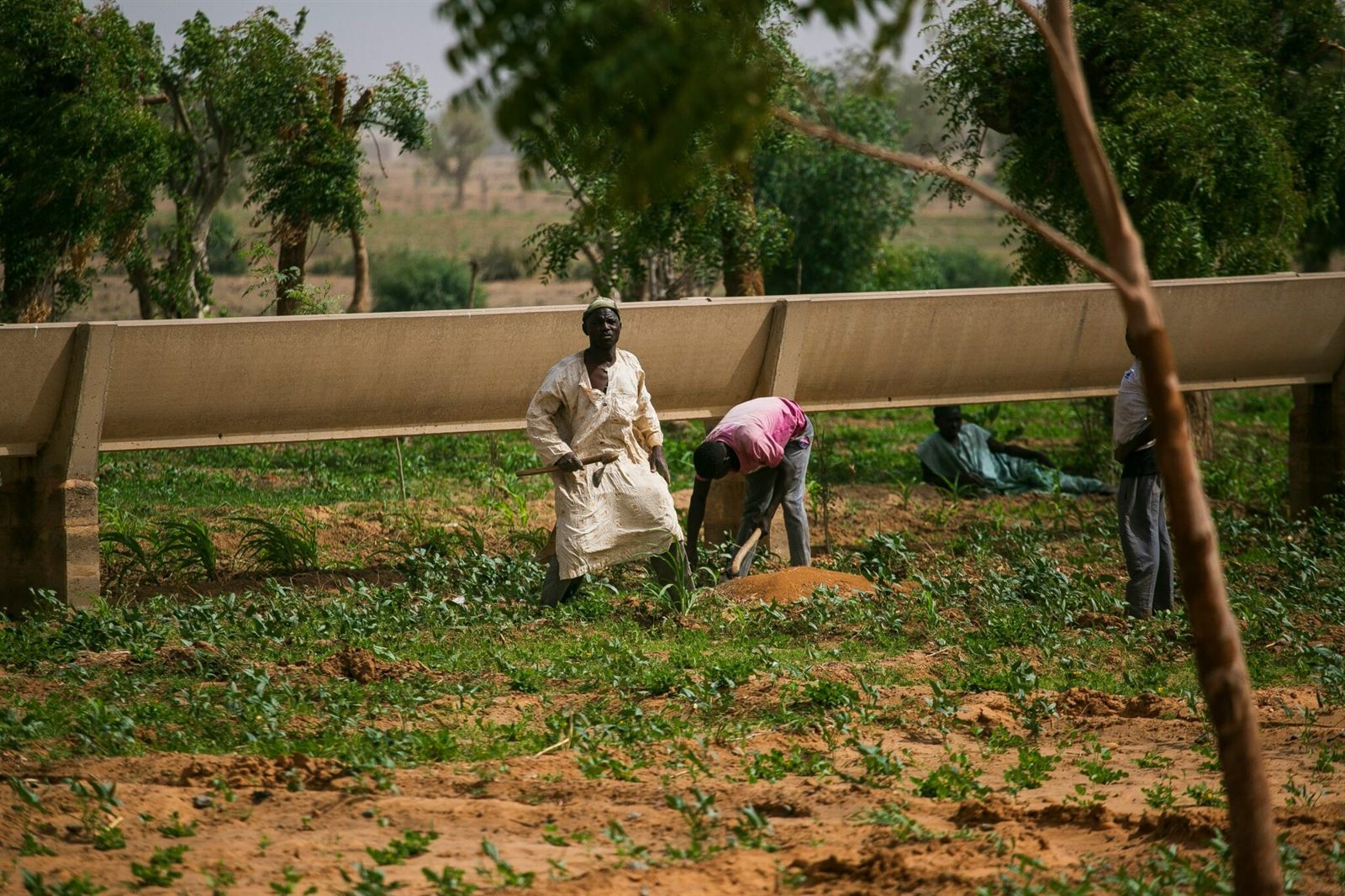 Farmers working a field of young crops