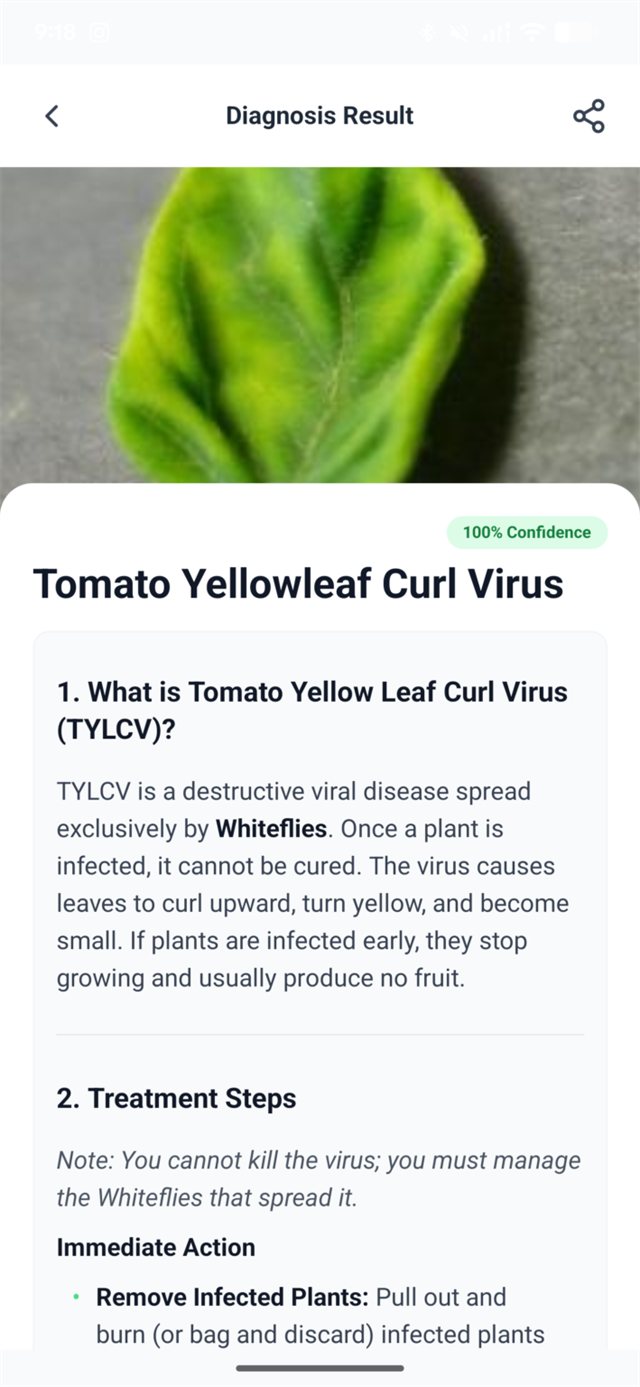 AgriAI Diagnosis Result screen: Tomato Yellow Leaf Curl Virus, 100% confidence